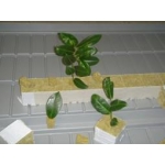 Rock Wool 7,5 x7,5cm Rock Wool 7,5 x7,5cm